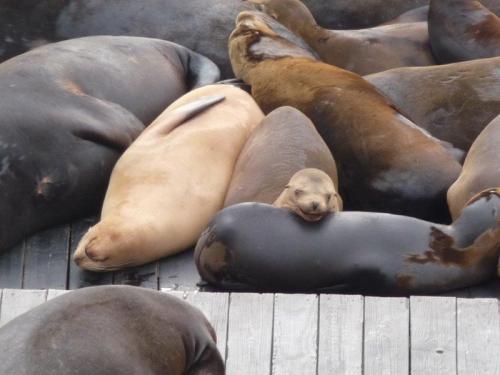 Leões marinhos livin’ la vida loca no Pier 3